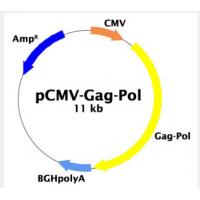 pCMV-Gag-pol