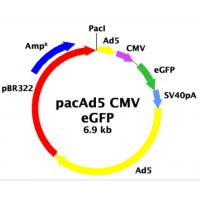 pacAd5 CMV-GFP