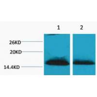 Histone H1 Di Methyl Lys25 Polyclonal Antibody