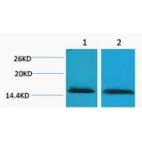 Histone H2B Tri Methyl Lys43 Polyclonal Antibody