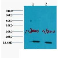 Histone H3 Mono Methyl Lys79 Monoclonal Antibody1C2