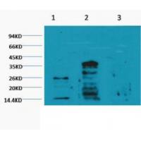 Histone H3 Mono Methyl Lys79 Monoclonal Antibody4C9