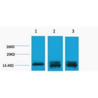 Histone H3 Mono Methyl Lys9 Polyclonal Antibody