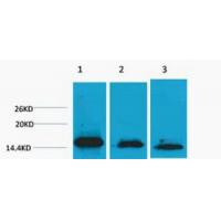 Histone H3 Di Methyl Lys36 Polyclonal Antibody