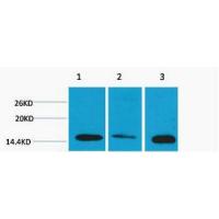 Histone H3 Di Methyl Lys4 Polyclonal Antibody