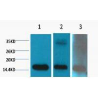 Histone H3 Di Methyl Lys79 Monoclonal Antibody3G6