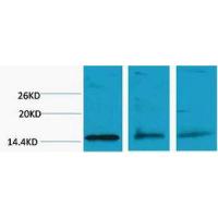 Histone H3 Di Methyl Lys79 Polyclonal Antibody