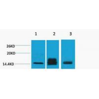 Histone H3 Di Methyl Lys9 Polyclonal Antibody