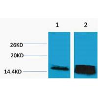 Histone H3 Tri Methyl Lys14 Polyclonal Antibody