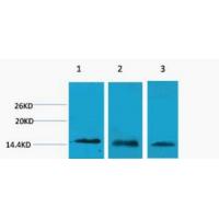 Histone H3 Tri Methyl Lys27 Polyclonal Antibody