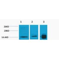 Histone H3 Tri Methyl Lys4 Polyclonal Antibody