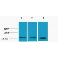 Histone H3 Tri Methyl Lys79 Polyclonal Antibody