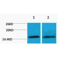 Histone H4 Di Methyl Lys20 Polyclonal Antibody