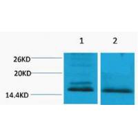 Histone H4 Di Methyl Lys59 Polyclonal Antibody