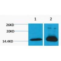 Histone H4 Di Methyl Lys79 Polyclonal Antibody