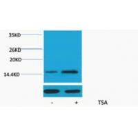 Histone H2A Acetyl Lys15 Polyclonal Antibody