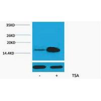 Histone H2A Acetyl Lys5 Polyclonal Antibody