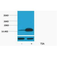 Histone H2B Acetyl Lys12 Polyclonal Antibody