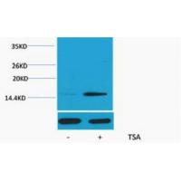 Histone H2B Acetyl Lys20 Polyclonal Antibody