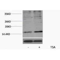 Histone H3 Acetyl Lys23 Polyclonal Antibody