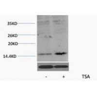 Histone H3 Acetyl Lys27 Polyclonal Antibody