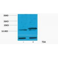 Histone H3 Acetyl Lys36 Polyclonal Antibody