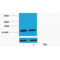 Histone H3 Acetyl Lys79 Polyclonal Antibody