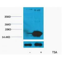 Histone H3 Acetyl Lys9 Polyclonal Antibody