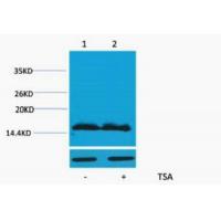 Histone H4 Acetyl Lys91 Polyclonal Antibody