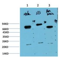 Ubiquitin Mouse Monoclonal Antibody6G6