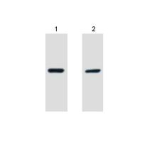 V5-Tag Monoclonal Antibody3C8