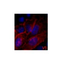 V5-Tag Monoclonal Antibody3C8