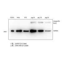 GAPDH Monoclonal Antibody