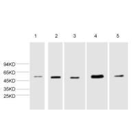 α-tubulin Polyclonal Antibody