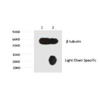 β-tubulin Monoclonal Antibody