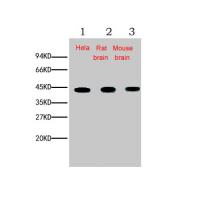 β-actin Monoclonal Antibody