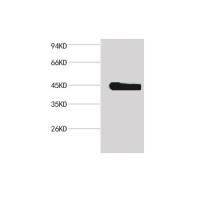 β-actin Mouse mAb