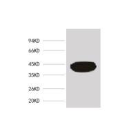 β-actin Mouse mAb