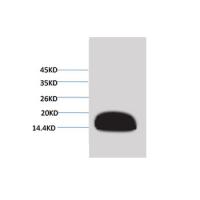 Histone H3 Mouse mAb