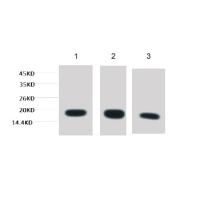 Histone H3 Mouse mAb