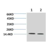 Histone H3 Rabbit pAb