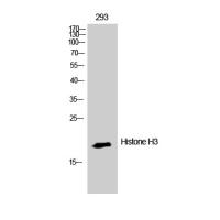 Histone H3 Rabbit pAb