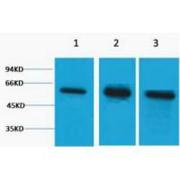 β-Tubulin rabbit Polyclonal Antibody