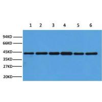 β-actin Polyclonal Antibody