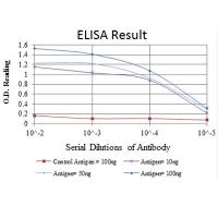 ABCG2 Monoclonal Antibody