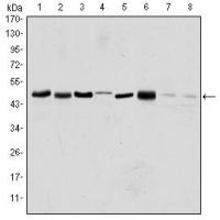 ARK-1 Monoclonal Antibody