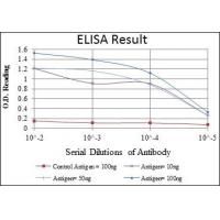 ARK-1 Monoclonal Antibody