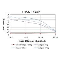 ABCG2 Monoclonal Antibody