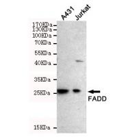 FADD Mouse Monoclonal Antibody