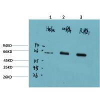 AMPKα1 Mouse Monoclonal Antibody9G3